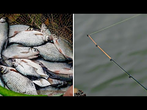 Видео: ФИДЕР по холодной воде! Ловим густеру поздней осенью