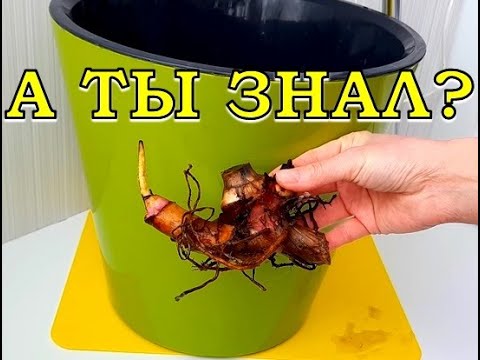 Видео: КАННЫ после зимы: САЖАЮ клубни в горшок🌻🌻🌻