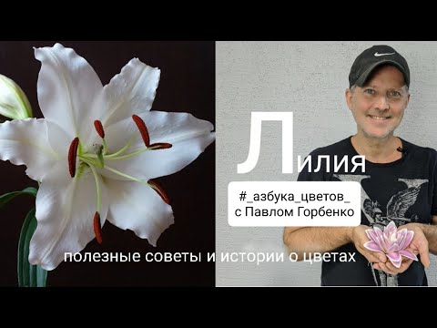 Видео: Лилия. полезные советы и истории в рубрике #_азбука_цветов_ с Павлом Горбенко