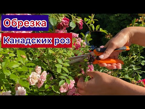 Видео: Обрезка канадских роз на пышное цветение в августе и на следующий сезон!