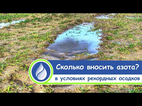 Видео: Сколько вносить азота под озимые в условиях рекордных осадков?