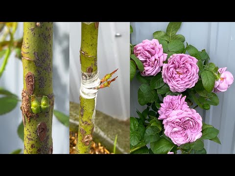 Видео: Home Garden попробует новый способ прививки роз | Уход за розарием