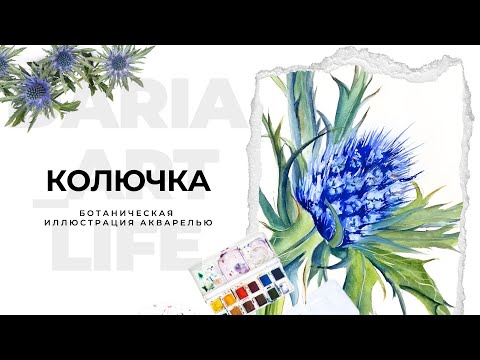 Видео: Рисуем колючку в ботаническом стиле.  Урок для начинающих. Пошаговый урок акварелью