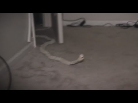 Видео: | Купихме ПАРАЗИТ от DARK WEB! | Гледаме страшни клипчета #12 |