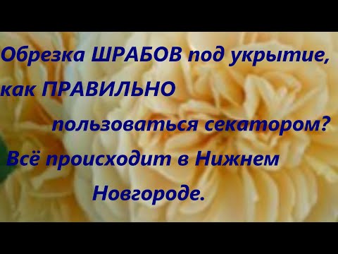 Видео: Обрезка ШРАБОВ под укрытие ,как ПРАВИЛЬНО пользоваться секатором? Всё происходит в Нижнем Новгороде.