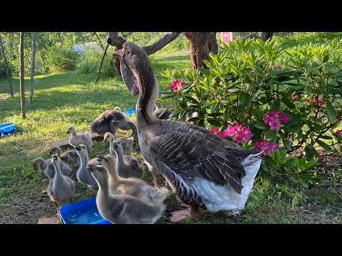 Видео: Жизнь Холмогорских и Тульских гусят во Владимирской области. Отправка Ленточных гусей в Хабаровск.