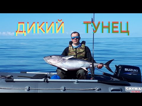 Видео: Сахалин. Охота на ТУНЦА!