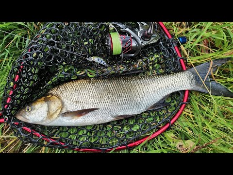 Видео: Жерех на всплеск 🔥 Smith D-Contact 50S Type II