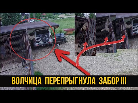 Видео: КАК ОНА СМОГЛА ЭТО СДЕЛАТЬ !!?? Волк ПРОЛЕЗ между забором !!! Хитрый, пытливый ум волка решил задачу