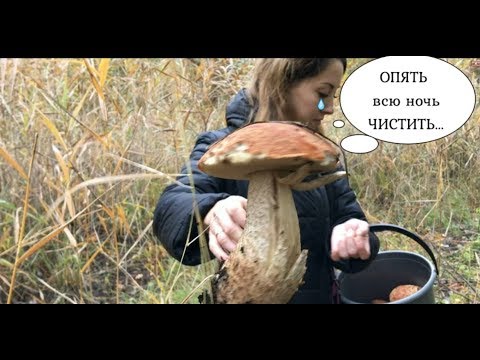 Видео: ГРИБЫ ЕСТЬ! Будет Катюше работа!