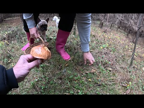 Видео: Пішли ПЕРШІ КРАСЕНІ 2025!..Ці гриби ростуть аж до січня!