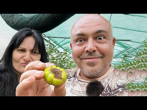 Видео: Върхово гниене по доматите – как да го излекуваш навреме