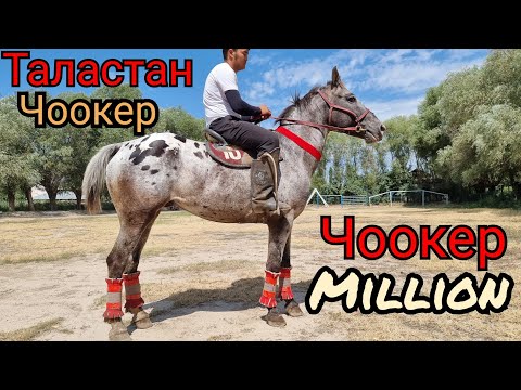 Видео: САТЫЛДЫ Таластан келген ЧООКЕР МИЛЛИОН