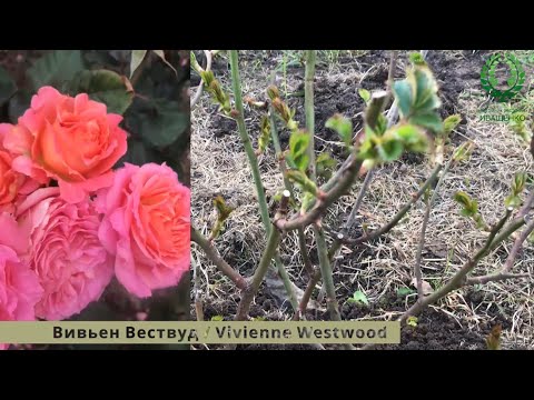 Видео: Обрезка Роз  Флорибунда  Изи Даз Ит  Вивьен Вествуд  Мишель Бедросьян