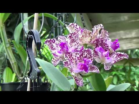 Видео: НОВОЕ ЦВЕТЕНИЕ ОРХИДЕИ И КАНДИДАТЫ НА ПЕРЕСАДКУ. C. JUNGLE HOT SPOT X C. AMETHYSTOGLOSSA
