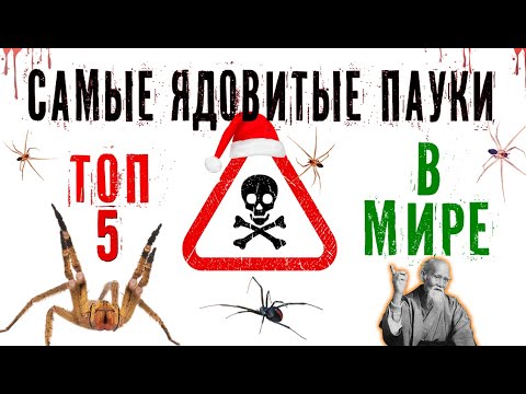 Видео: САМЫЕ ЯДОВИТЫЕ ПАУКИ В МИРЕ / ТОП 5