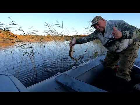 Видео: Рыбалка на новых местах на о Янисъярви