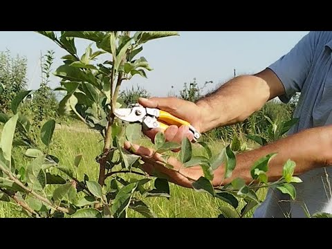 Видео: 2 Чи иш Давоми Кучатларни йозда кесиб нималарга эришдингиз??? Натижаси борми??