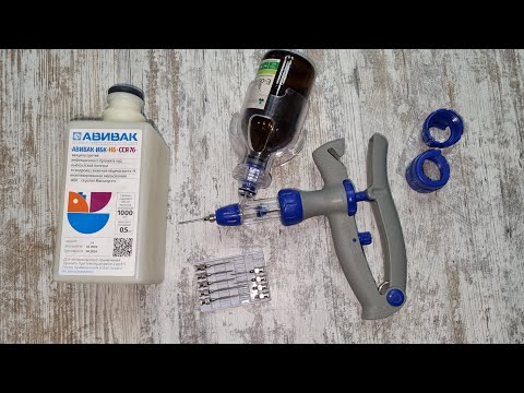 Видео: Вакцинация кур "тройной" вакциной "Авивак-ИБК+НБ+ССЯ-76", в ЛПХ