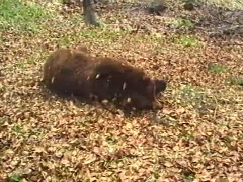 Видео: Лов на мечки 02