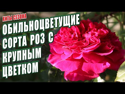 Видео: ОБИЛЬНОЦВЕТУЩИЕ СОРТА РОЗ С КРУПНЫМ ЦВЕТКОМ