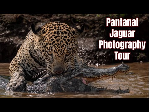 Видео: Фотографирование ягуаров — фотомастерская в Пантанале — ягуары, ара, муравьеды, птицы и многое др...
