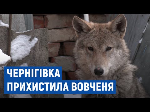 Видео: Чернігівка підібрала на вулиці цуценя, яке виявилося вовком