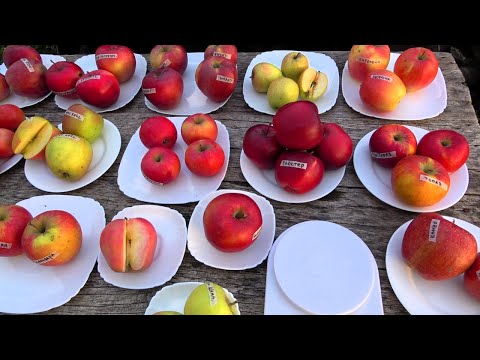 Видео: Обзор зимних плодов яблони /Лучшие сорта