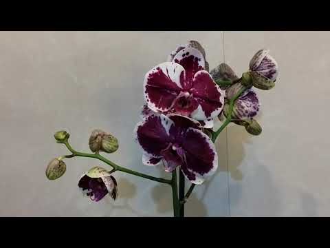 Видео: 30.08.20.пересадка новой ОРХИДЕИ