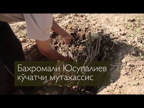 Видео: Узум қаламчаларини тайёрлаш