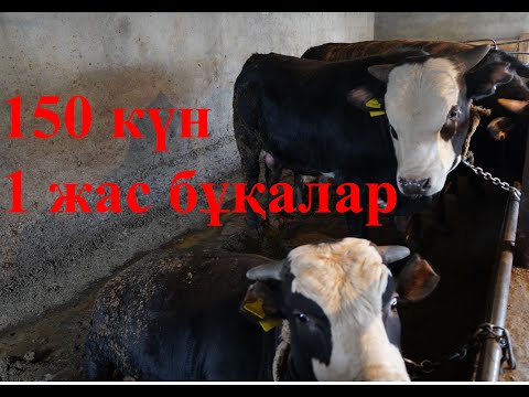 Видео: 150 күн бордақы 1 жас бұқалар