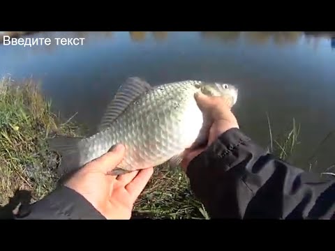 Видео: XUL ловля сплит шот крупный карась на спиннинг