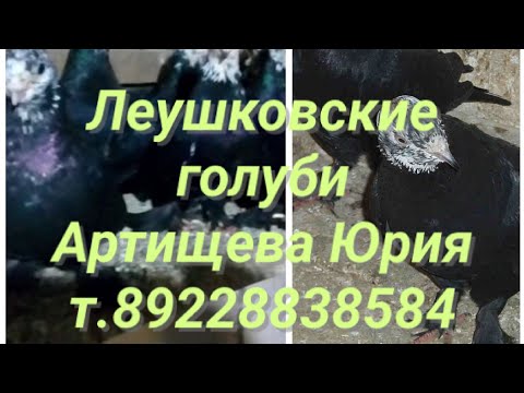 Видео: Леушковские голуби Артищева Юрия!