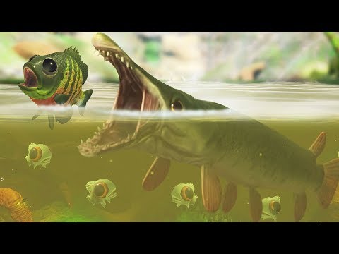 Видео: СТАЯ АЛЛИГАТОРНЫХ ЩУК ВЫЖИВАЕТ В БОЛОТЕ, ОБНОВЛЕНИЕ! | Feed and Grow Fish