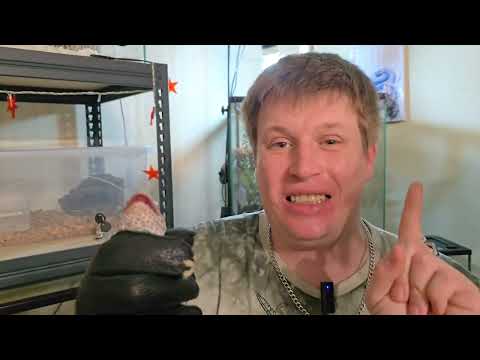 Видео: Содержание геккона Токи.