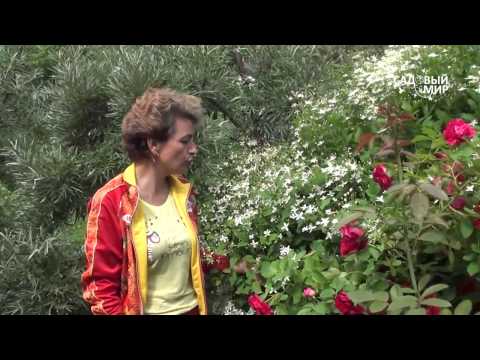 Видео: Неприхотливые растения для сада  Клематис жгучий. Сайт "Садовый мир"