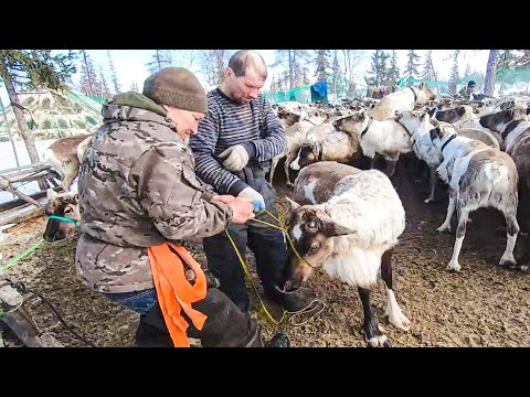 Видео: Один день из жизни коми оленеводов Ямала  | Изьватас олэм  09.03.2022 г.