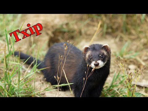 Видео: Тхір - хижак, що є родичем куниці.  Гарна тваринка з красивим хутром.