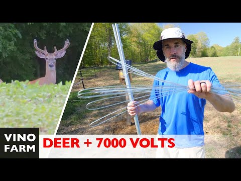 Видео: Моя продолжающаяся битва с оленями (двухслойный электрический забор!)