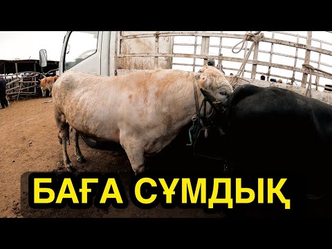 Видео: МАЛОВОДНЫЙ МАЛ БАЗАРЫ 16.04.2023 ІРІ ҚАРА БАҒАЛАРЫ