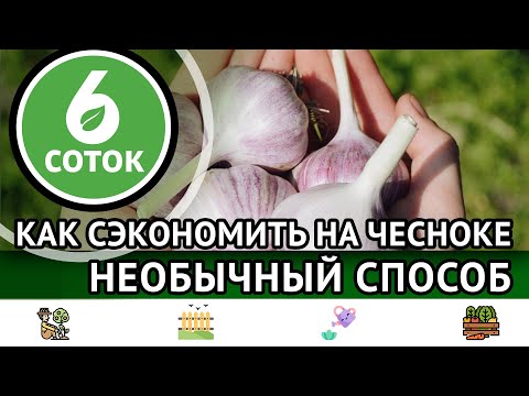 Видео: Как сэкономить на чесноке. Необычный способ. 6 соток 03.04.2023