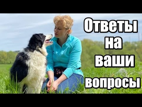 Видео: Как научить команде "сидеть",  если щенок за рукой с лакомством идет назад. Отвечаю на ваши вопросы
