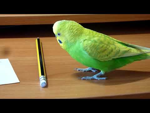 Видео: САМЫЙ ВЕСЕЛЫЙ РУЧНОЙ ПОПУГАЙ/ПРИКОЛЫ С ВОЛНИСТЫМ ПОПУГАЕМ/КАК ИГРАЕТ ПОПУГАЙ/зеленый попугайчик TV