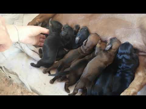 Видео: Щенки таксы 1е сутки 2 день