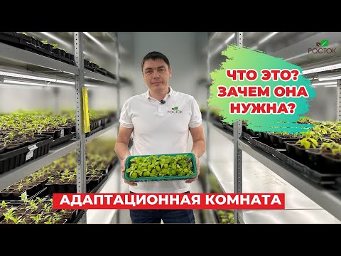 Видео: Рассказываем секреты важного этапа выращивания саженцев - адаптационная комната