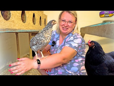 Видео: Все наши курицы и петухи! Кто любимчики у Яны? Брама, цесарки, орловские, бентамки, павловские куры