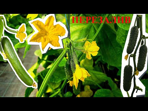 Видео: ПЕРЕЗАЛИВ! Огляд гібридів огірка в другому оберті. Початок плодоношення.