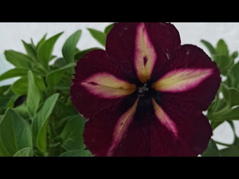 Видео: Вирус на петунии.