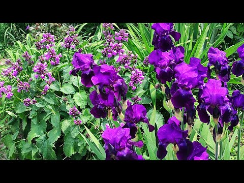 Видео: Что цветёт в первой половине июня ))