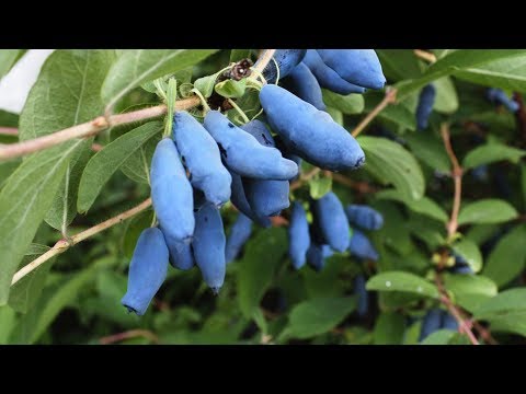 Видео: САМАЯ КРУПНАЯ И ВКУСНАЯ ЖИМОЛОСТЬ. ОСОБЕННОСТИ СОРТОВ И ПОСАДКИ